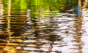 Water Resilience Challenge