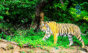 The Animal Care Organization