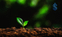 vegetable seed hub