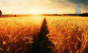 Biofach India 2025