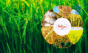 Eldorado Agritech IPO