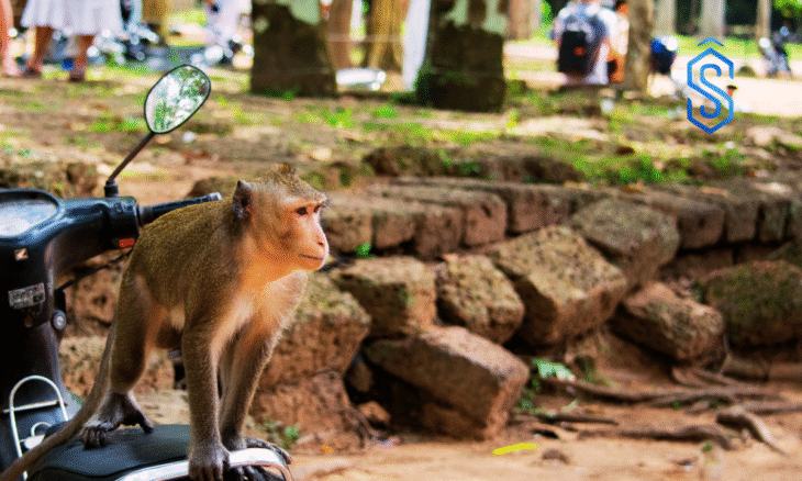 human-wildlife conflict in Maharashtra