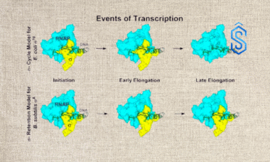 bacterial gene regulation