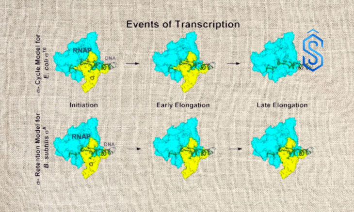 bacterial gene regulation