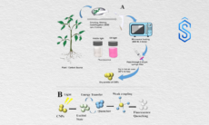 Carbon Nanoparticles